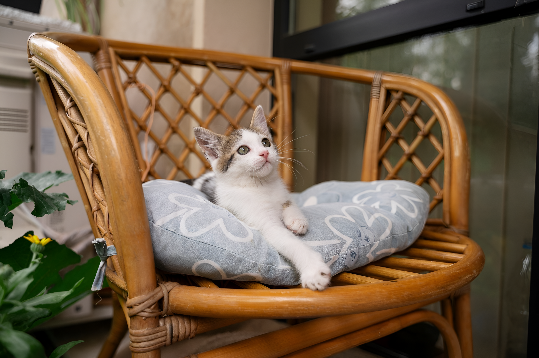 Creating Comfort with Our Pet Beds