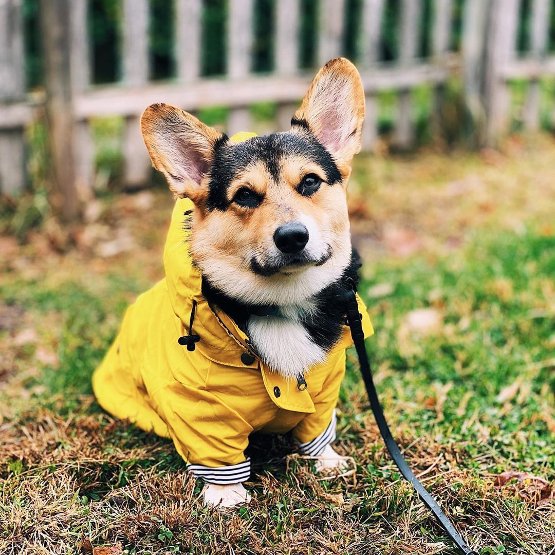 Retro Padded Pet Jacket