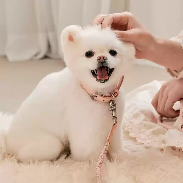 Dog Leather Hand Holding Leash