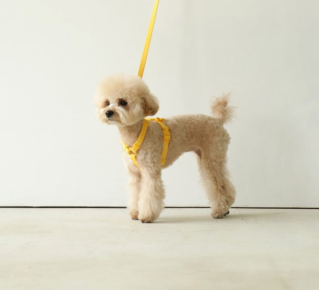 Pet Leash Macaron Ins Wind